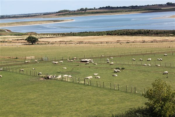 Fields adjacent to the units